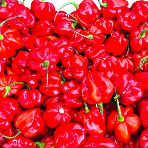 ARDEI HABANERO ROSU FRESH PEPPER 100GR